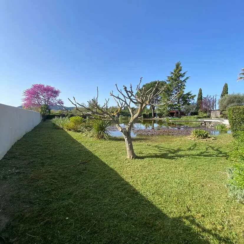 Mûrier platane taillé en hiver au bord d'un bassin, pelouse tondue le long du mur et arbre de Judée en fleur, Les Arcs