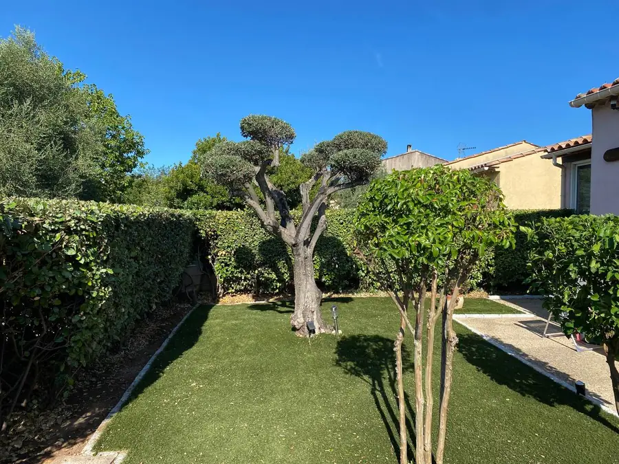 Olivier ancien taillé en nuages au-dessus d'une haie et d'une pelouse nette, jardin de villa à Flayosc